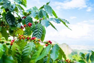 Kahve Nasıl Yetişir? Kahve Ağacı Türkiye’de Yetişir Mi? Tarifi