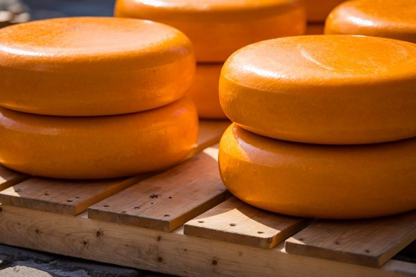 Gouda Peyniri Nedir? Nasıl Yapılır? Nasıl Yenir?