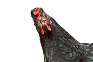 Kara Tavuk: Siyah Tavuklar Hakkında Tüm Merak Edilenler Tarifi