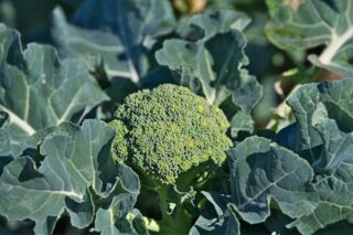 Brokoli Nasıl Yetiştirilir? Adım Adım İpuçları Tarifi