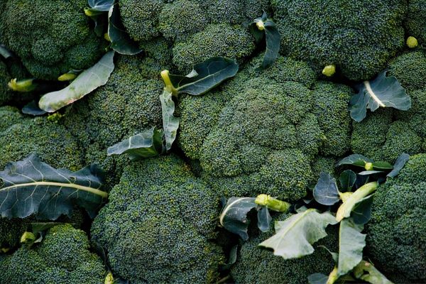 brokoli nasıl yetişir
