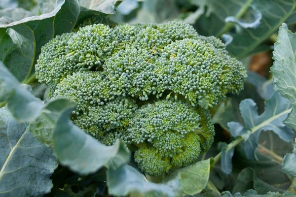 brokoli nerede yetişir