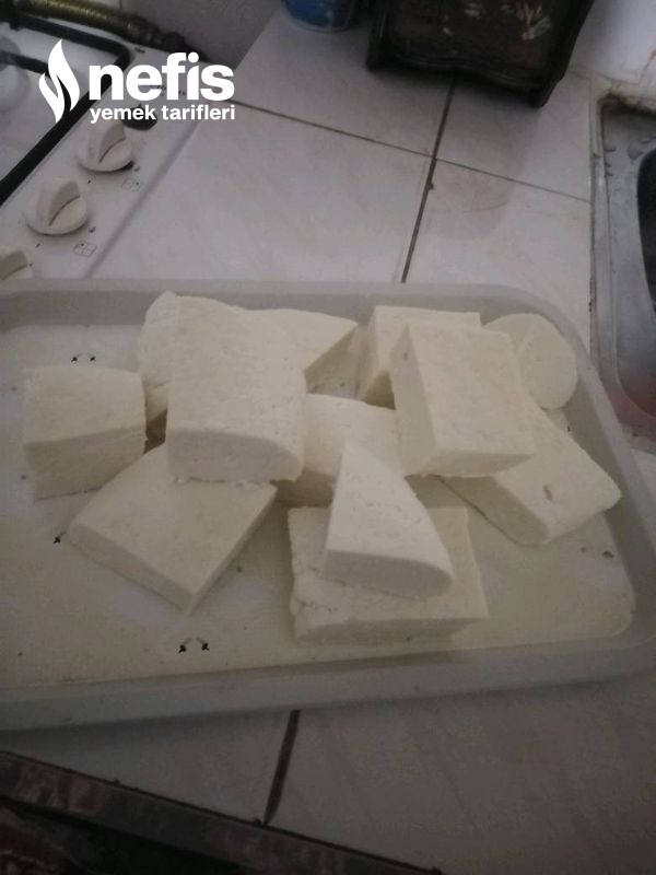 Yağlı İnek Sütünden Beyaz Peynir Yapımı