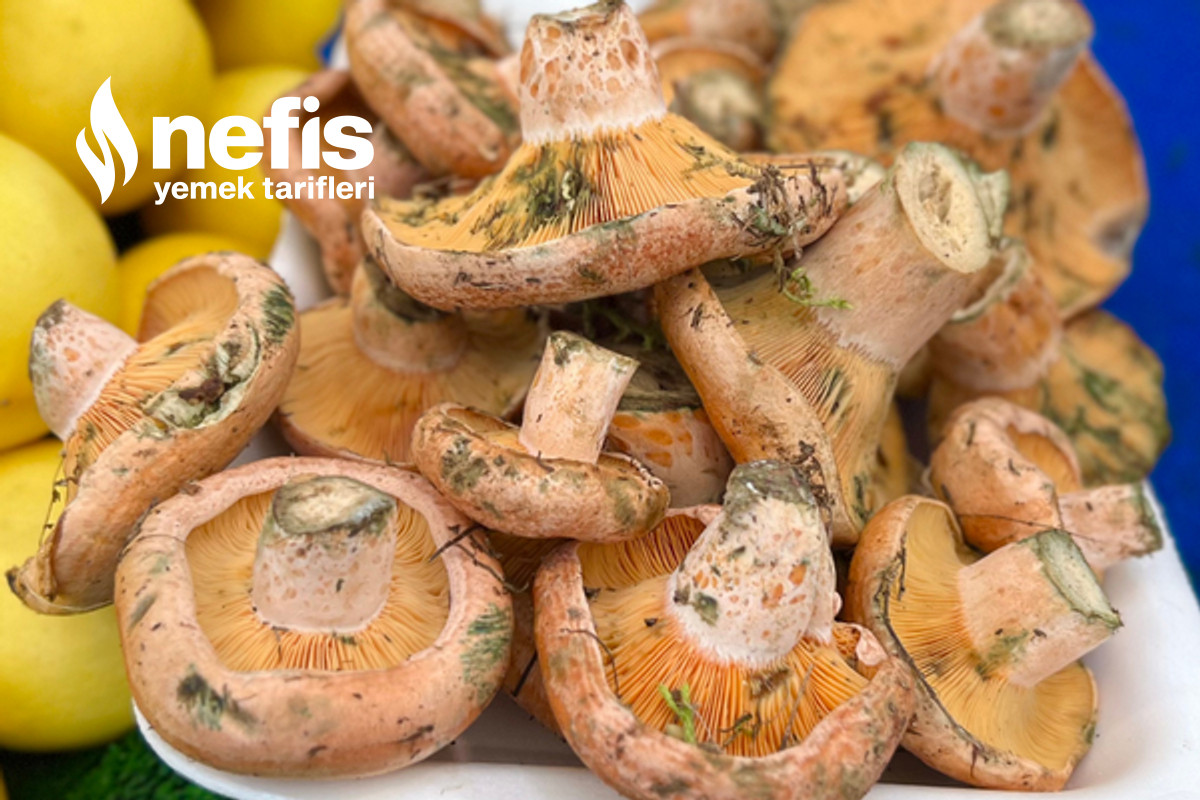 Protein Deposu Kanlıca (Çam) Mantarının Faydaları-6024016-111000