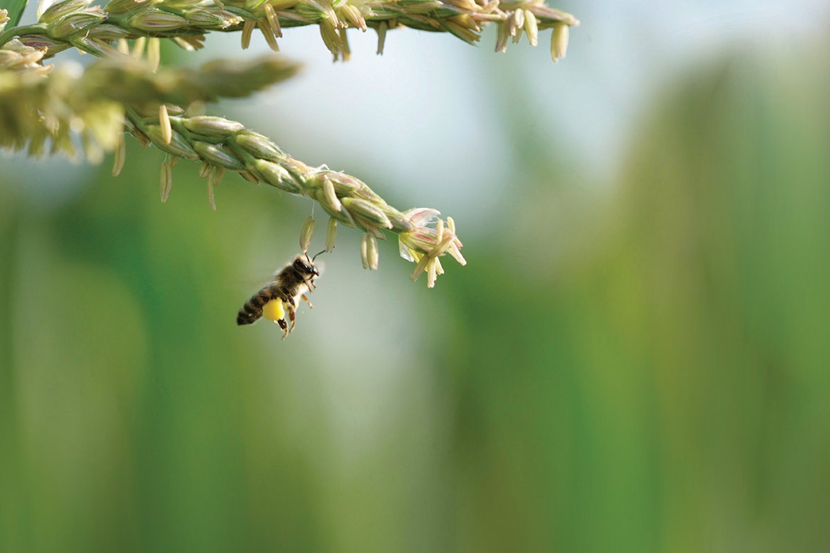 Propolis Me Rigon Propolis Nedir? Nasıl Kullanılır? Etkileri Nelerdir? - Nefis Yemek ...