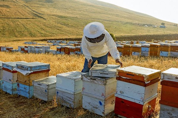 Propolis Me Rigon Propolis Nedir? Nasıl Kullanılır? Etkileri Nelerdir? - Nefis Yemek ...