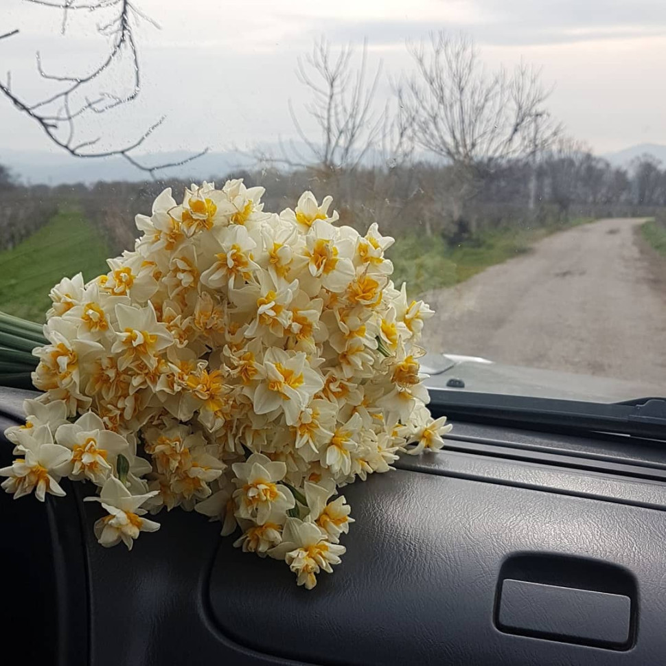 sevdiye türksever - Kapak görseli